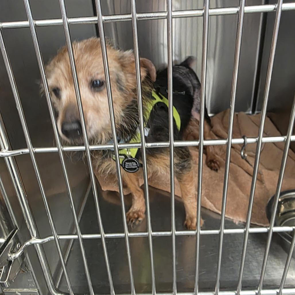Enlarge Audrey D12679, a Adoptable mixed breed in Princeton, MN image 1/1