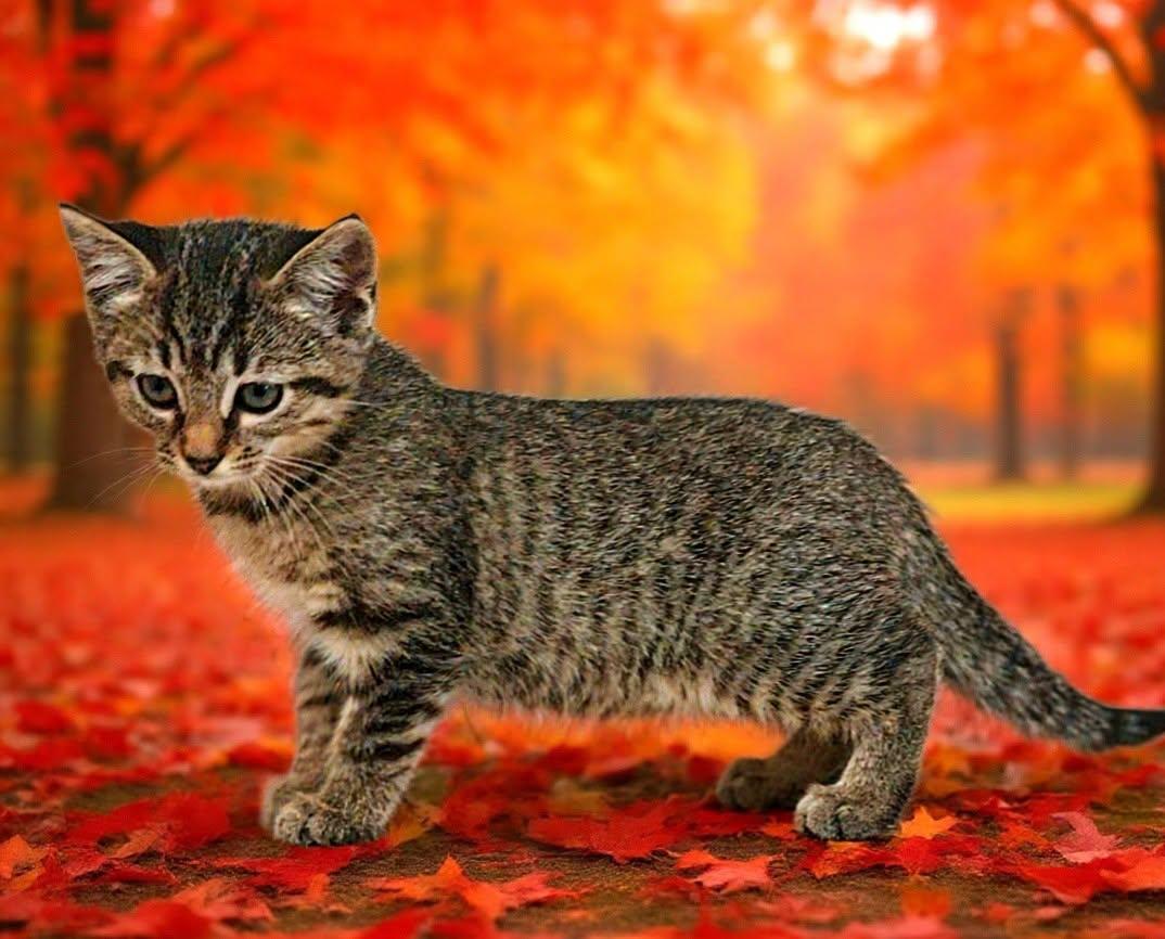 Enlarge Mika 26/636, a Adoptable Domestic Medium Hair in Talladega, AL image 3/3
