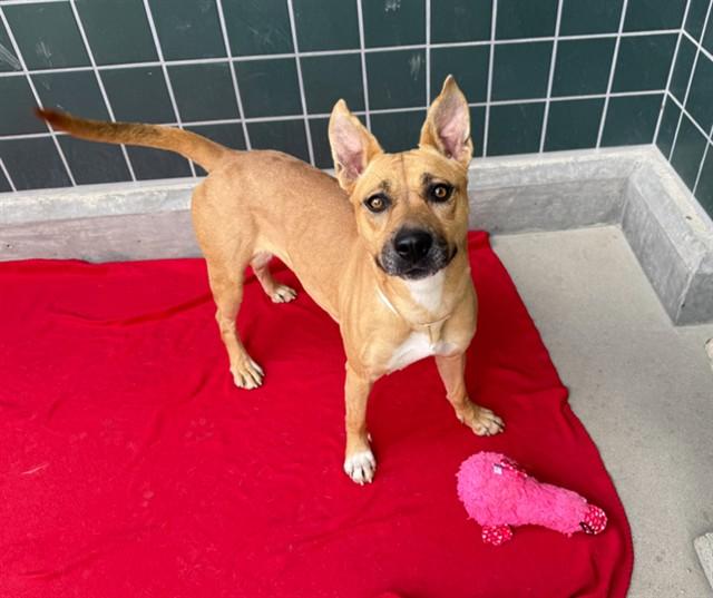 Enlarge SASHA, a Adoptable mixed breed in Rancho Cucamonga, CA image 1/1