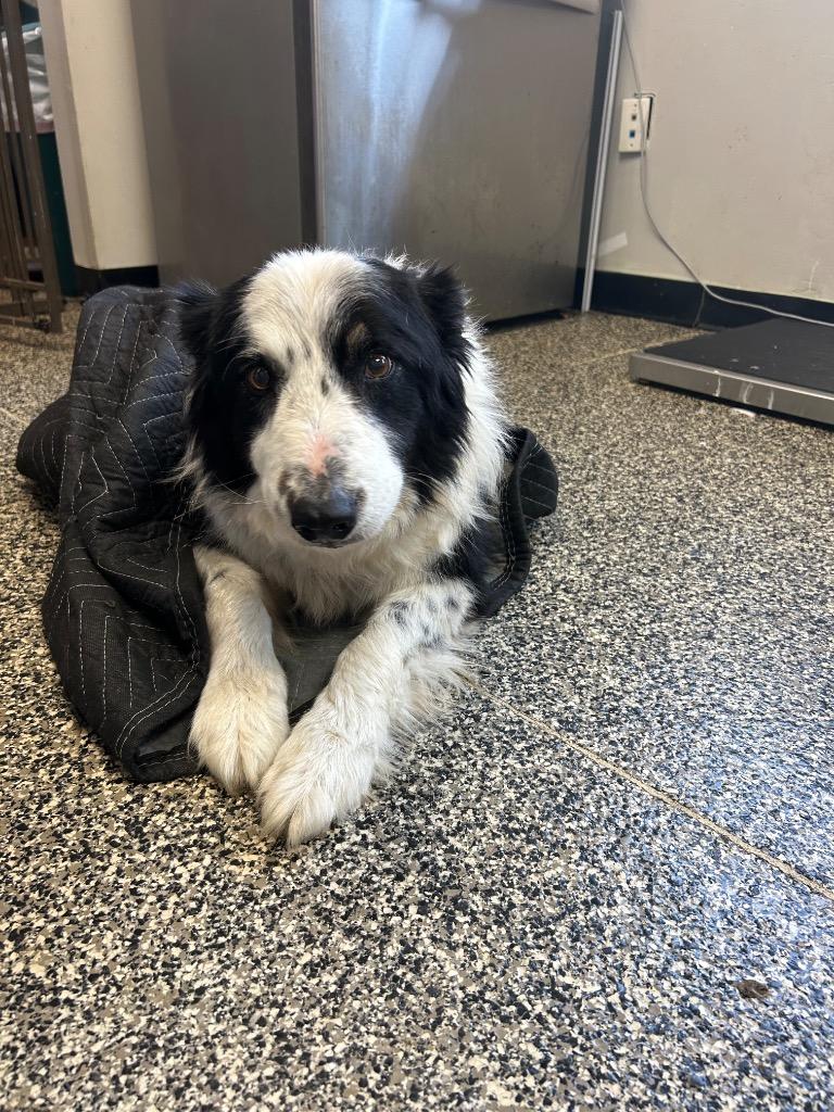 Enlarge Phinny, a Adoptable mixed breed in Columbia, TN image 1/1