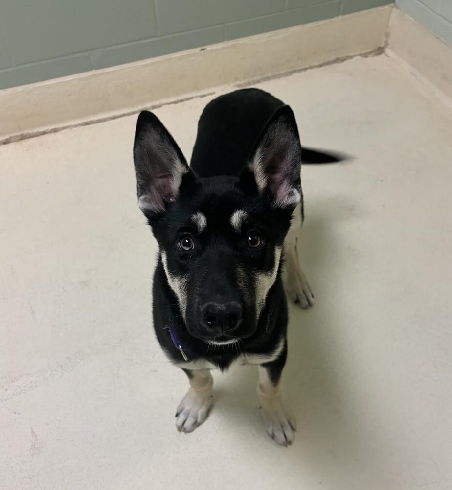 Rex, Adopted, Puppy Male Mixed Breed.