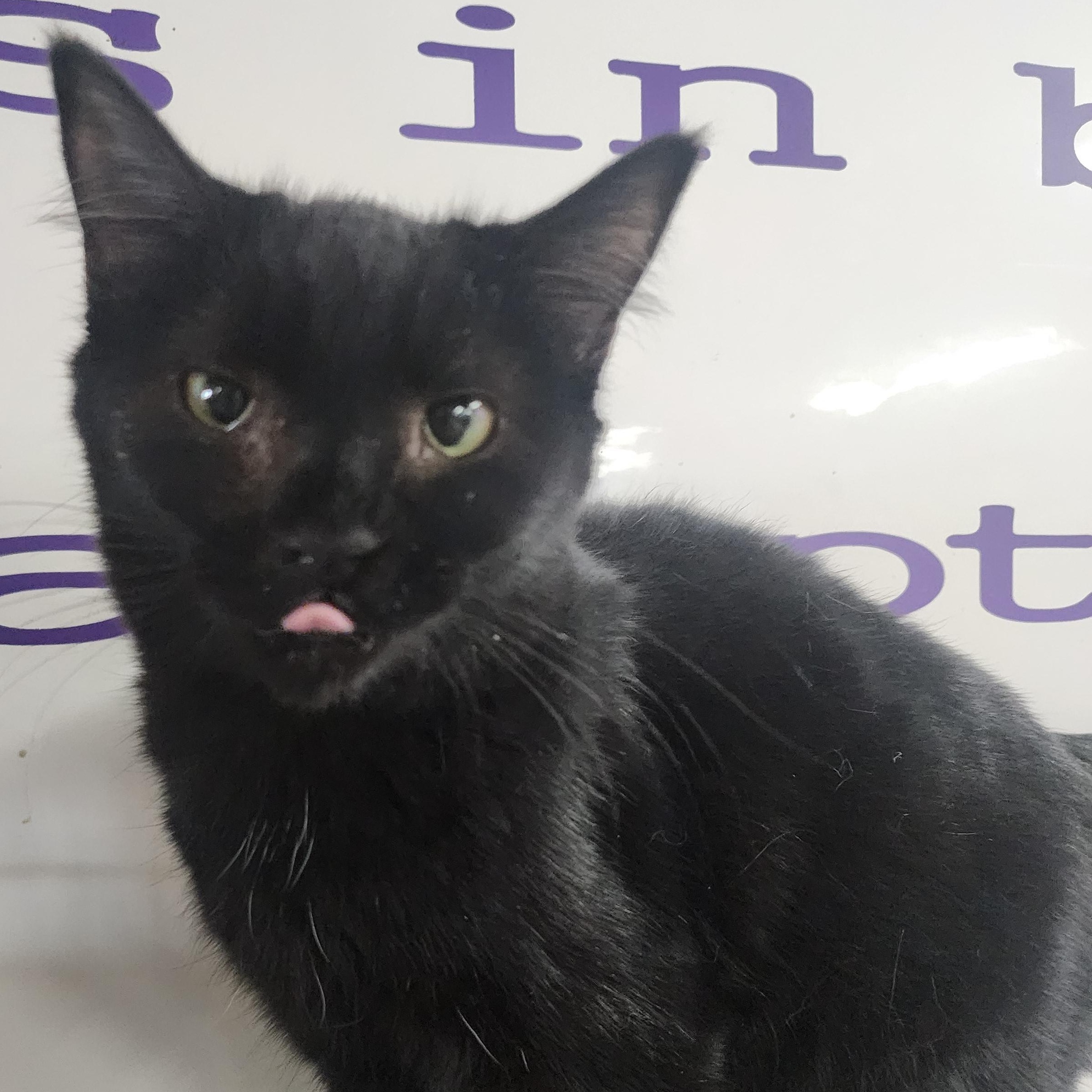 Turkey, ADOPTABLE, Young Female Domestic Short Hair.