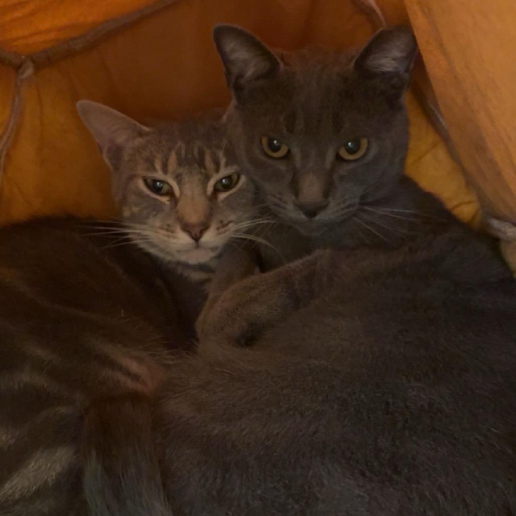 Pinto, Adoptable, Adult Male Domestic Short Hair.