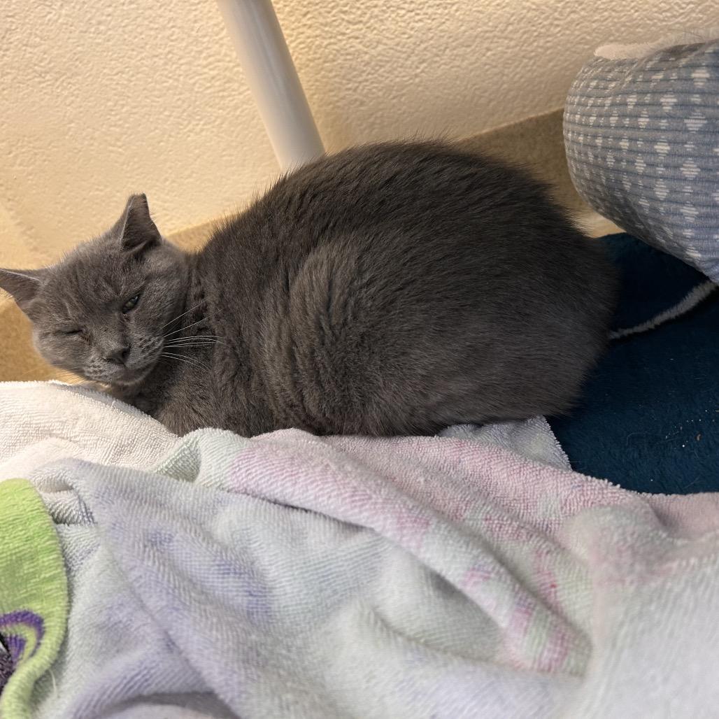 Enlarge Pinto, a Adoptable Domestic Short Hair in Birdsboro, PA image 2/2