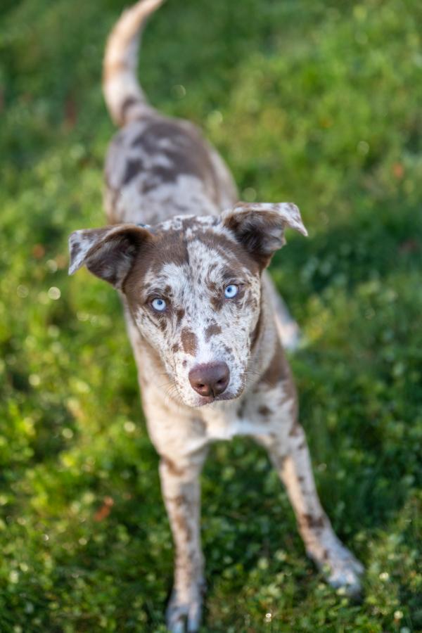 Rico @ Petsmart Newington 10/21, Adoptable, Adult Male Catahoula Leopard Dog.