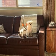 Enlarge Chico, an adoptable Chihuahua in Scarborough, ON image 5/6