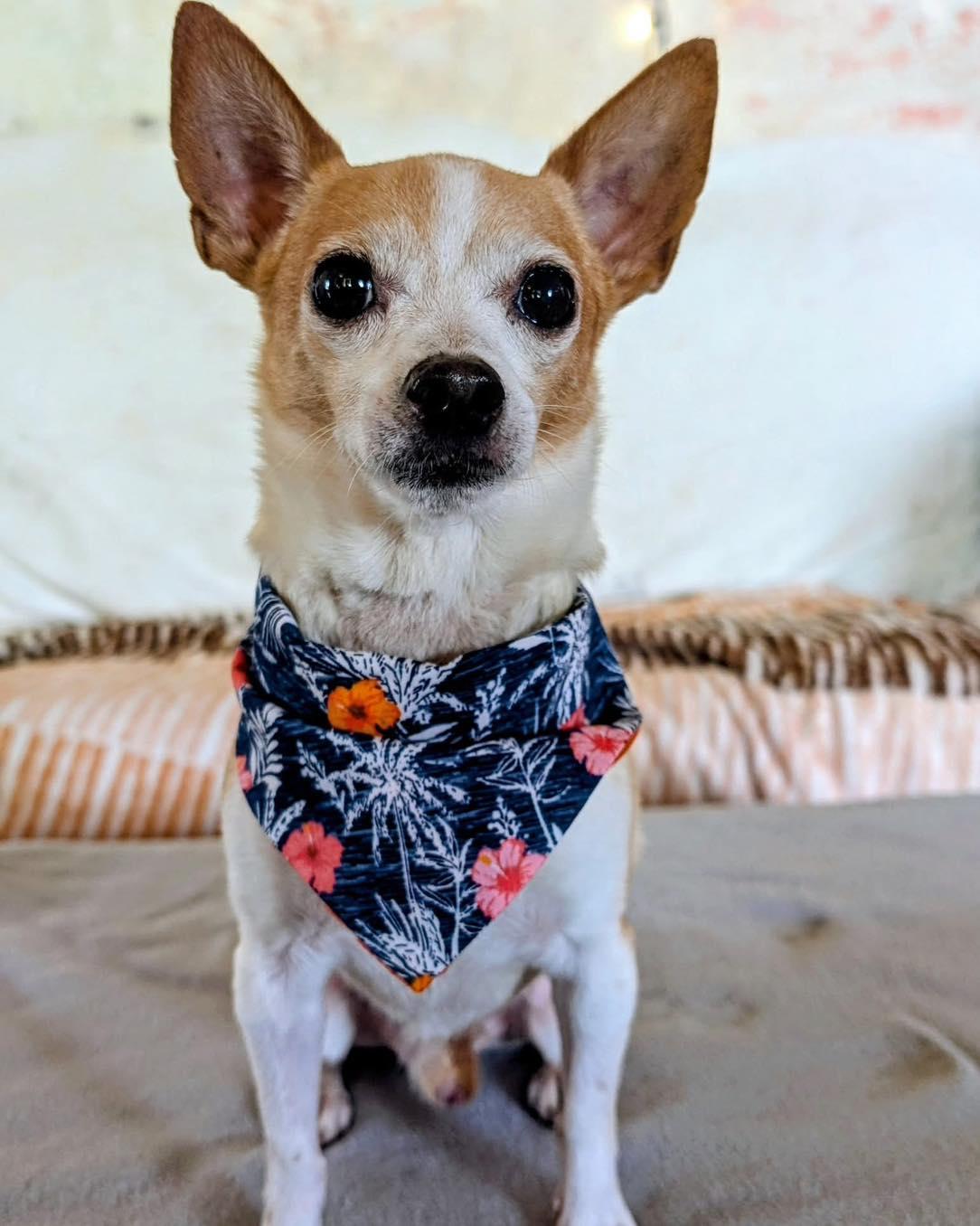 Chico, a ADOPTABLE Chihuahua in Scarborough, ON image 4/5