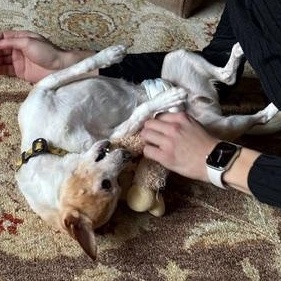 Enlarge Chico, an adoptable Chihuahua in Scarborough, ON image 4/6