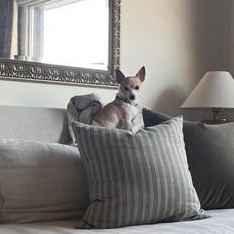 Enlarge Chico, an adoptable Chihuahua in Scarborough, ON image 6/6