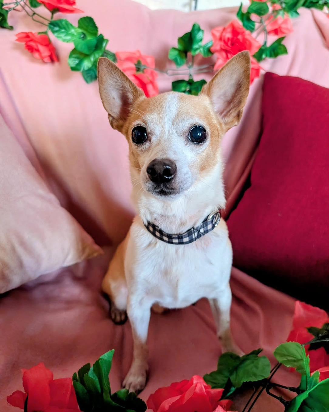 Chico, a ADOPTABLE Chihuahua in Scarborough, ON image 1/5