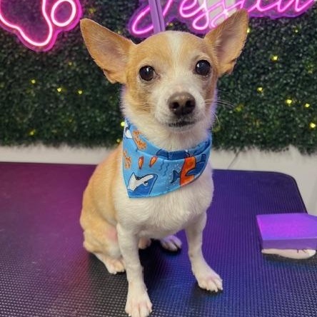 Enlarge Chico, an adoptable Chihuahua in Scarborough, ON image 1/6