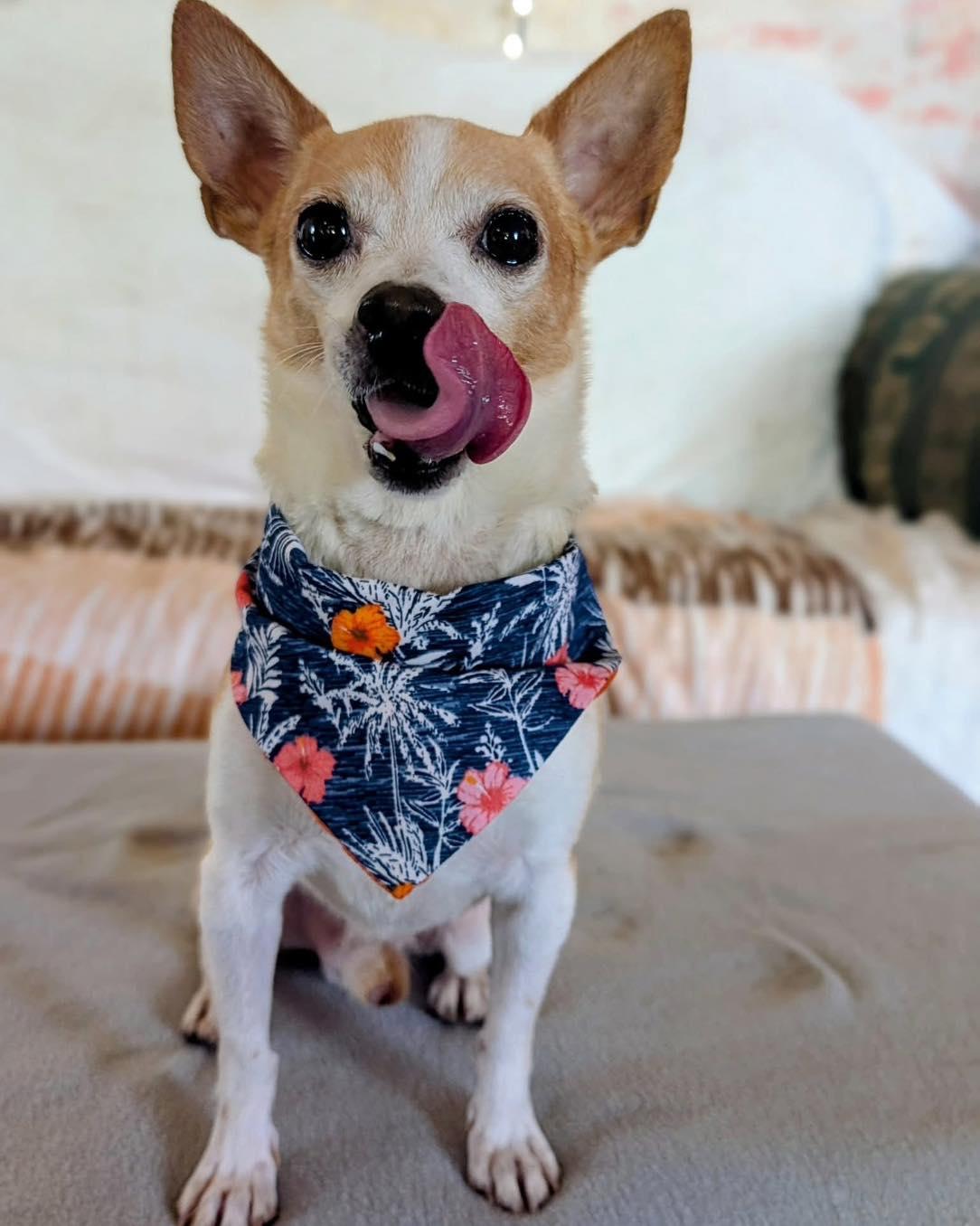 Chico, a ADOPTABLE Chihuahua in Scarborough, ON image 3/5