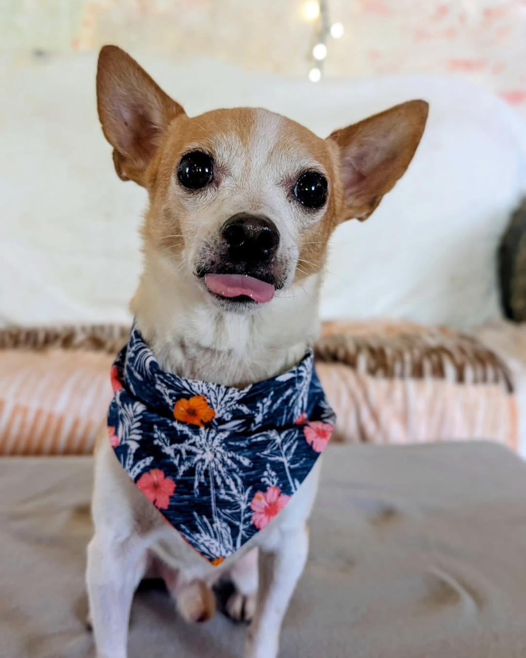 Chico, a ADOPTABLE Chihuahua in Scarborough, ON image 5/5