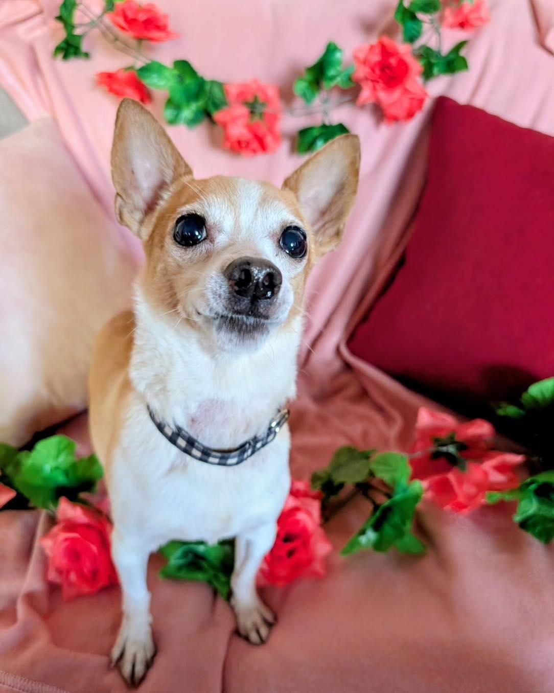 Chico, a ADOPTABLE Chihuahua in Scarborough, ON image 2/5