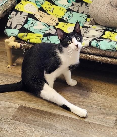 Cat 27573 (Taco), Adoptable, Young Male Domestic Short Hair.