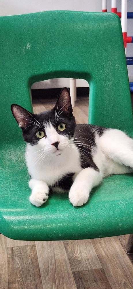 Cat 27573 (Taco), a Adoptable Domestic Short Hair in Parlier, CA image 2/5