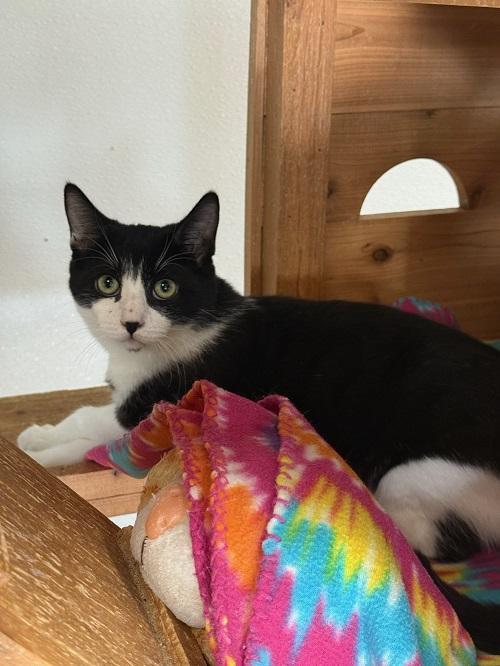 Cat 27573 (Taco), a Adoptable Domestic Short Hair in Parlier, CA image 4/5