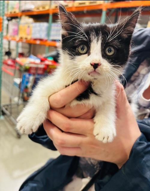 Cat 27573 (Taco), a Adoptable Domestic Short Hair in Parlier, CA image 5/5