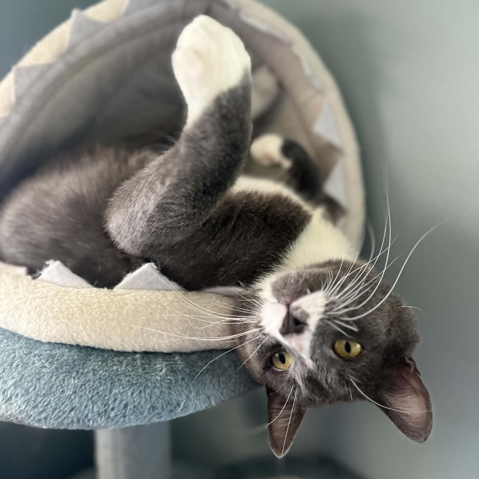 Sir Silvester Storm (FIV), a Adoptable Domestic Short Hair in Bronx, NY image 4/6