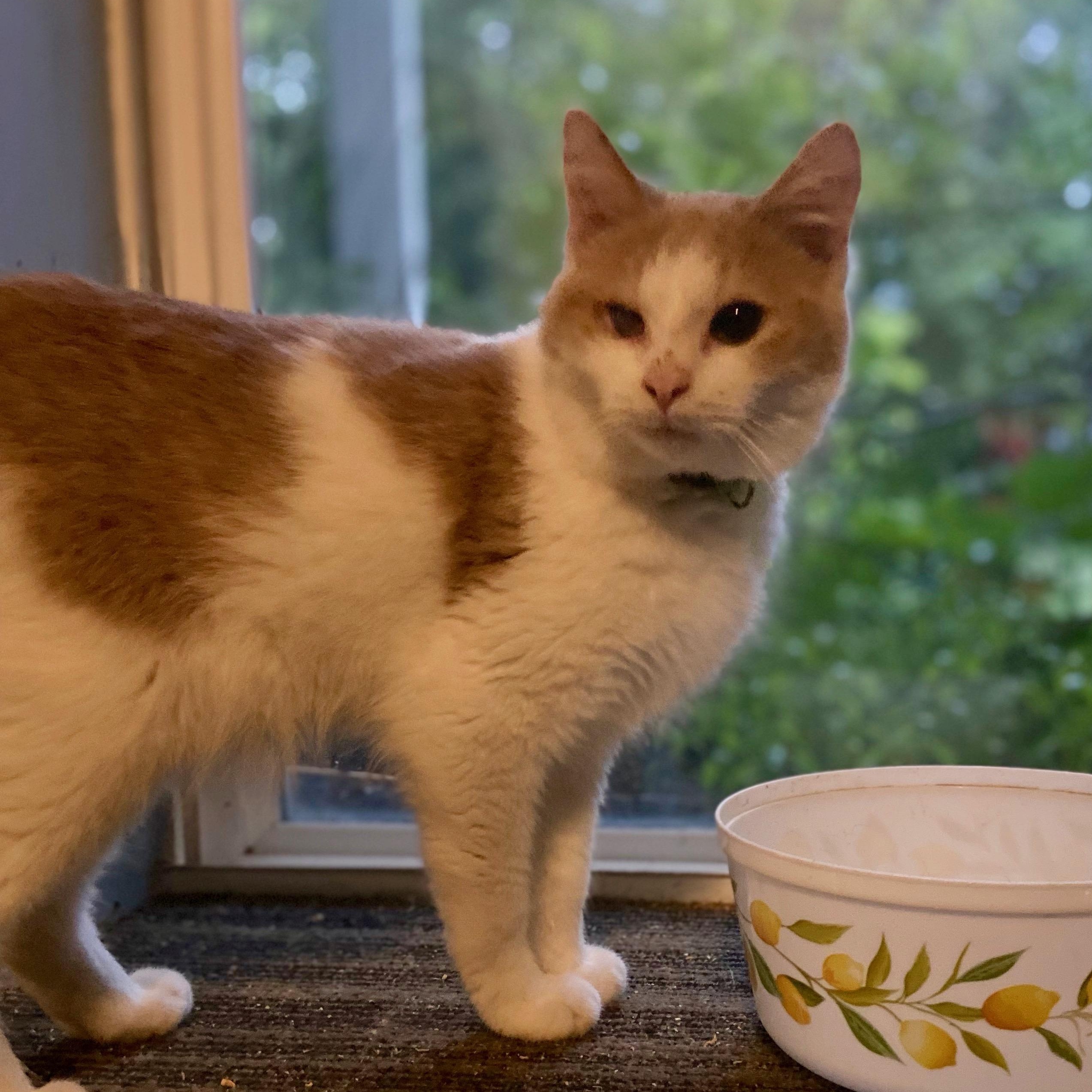 Eli, Adoptable, Kitten Male Domestic Short Hair.