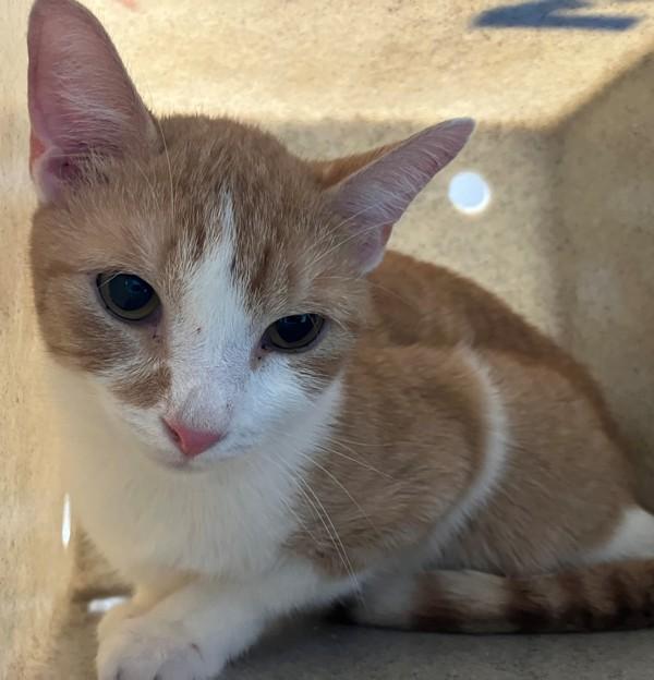 Phoenix, Adoptable, Young Male Domestic Short Hair.