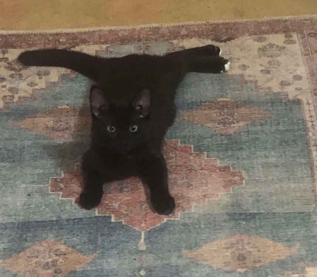 Nello, Adoptable, Young Male Domestic Short Hair.