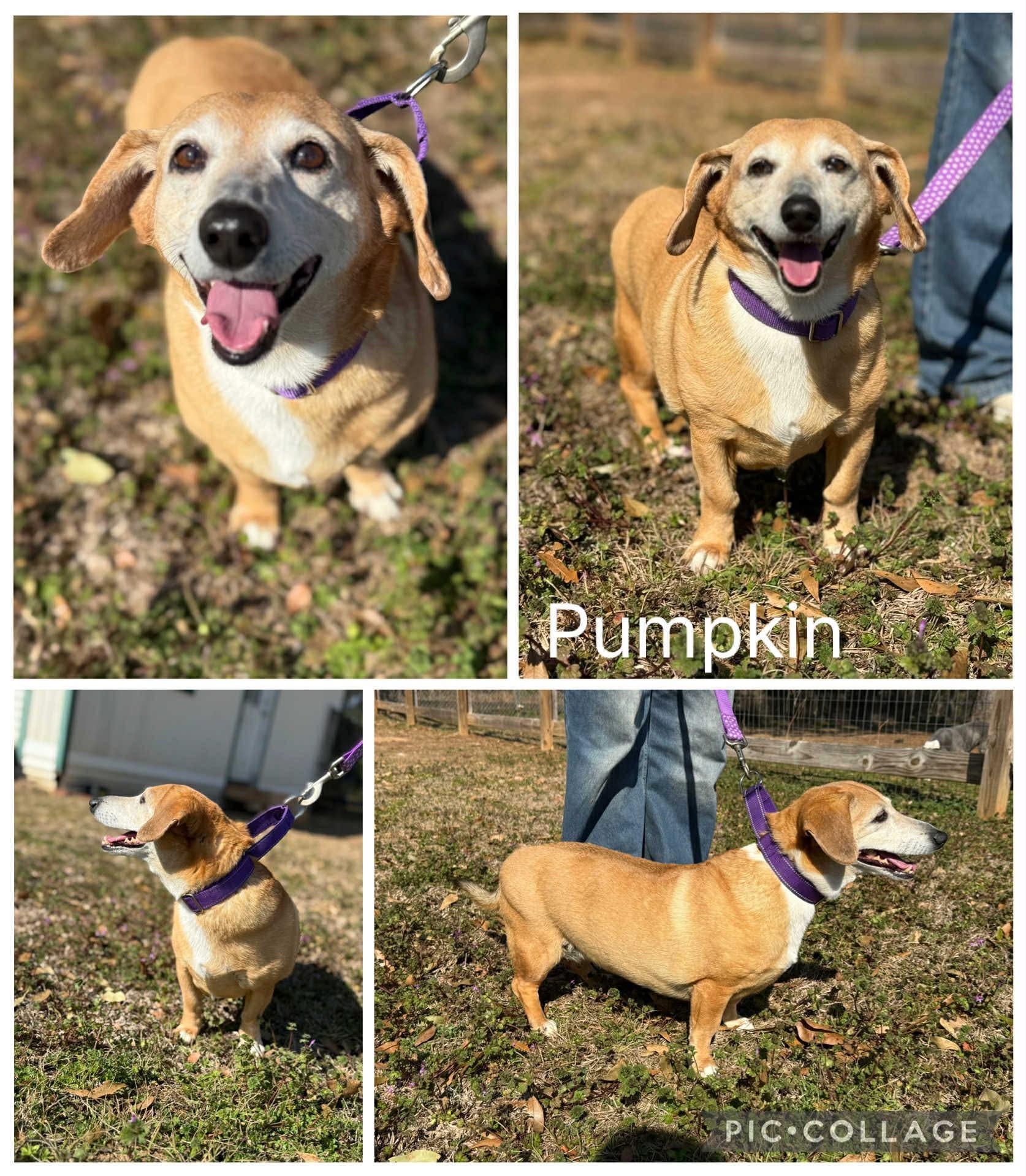 Pumpkin, ADOPTABLE, Adult Female Dachshund.