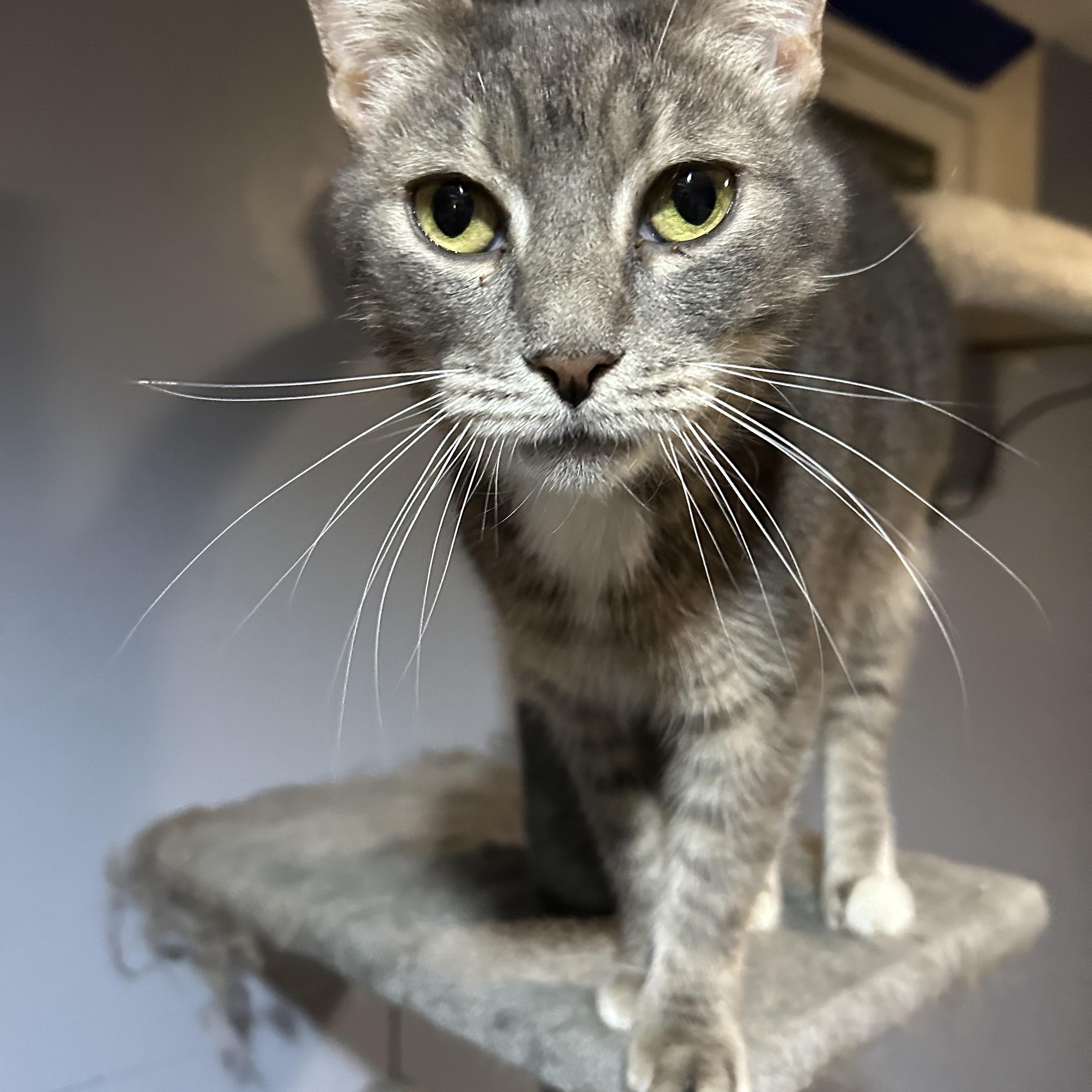 Enlarge Karly , an adopted Domestic Short Hair in Bellmawr, NJ image 3/3