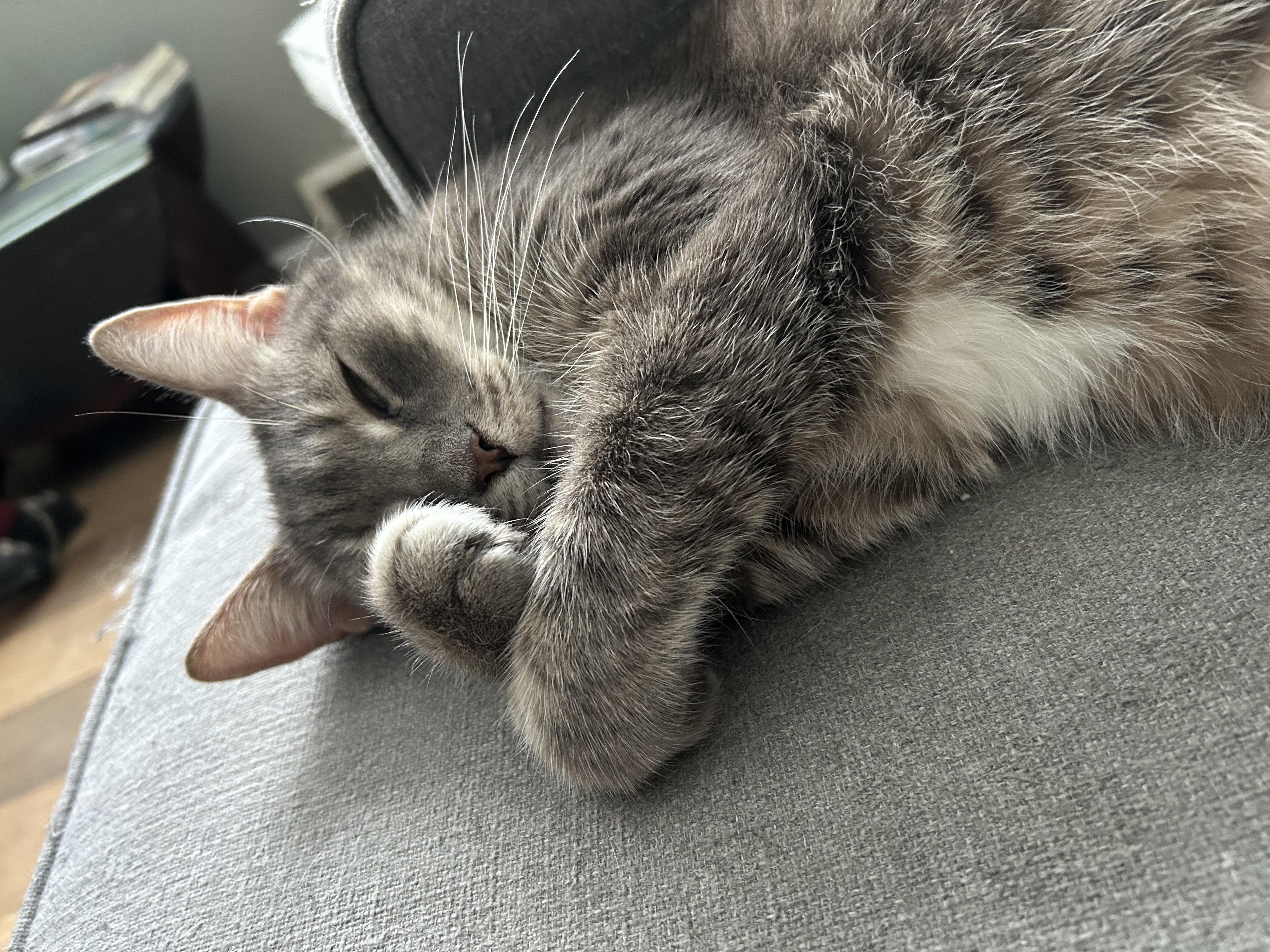 Enlarge Karly , an adopted Domestic Short Hair in Bellmawr, NJ image 2/3