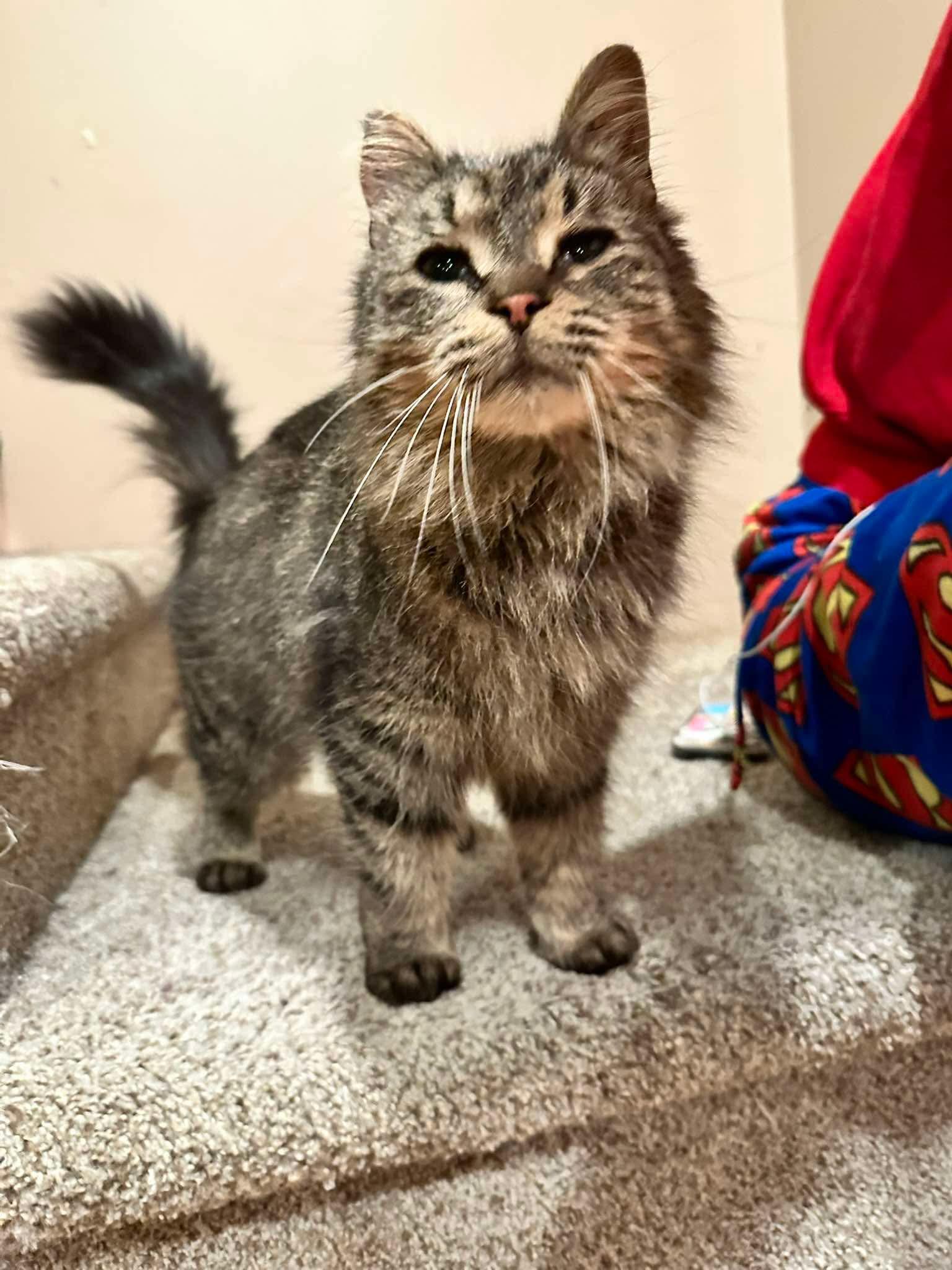 Addison, a ADOPTABLE Domestic Medium Hair in East Lansing, MI image 3/4