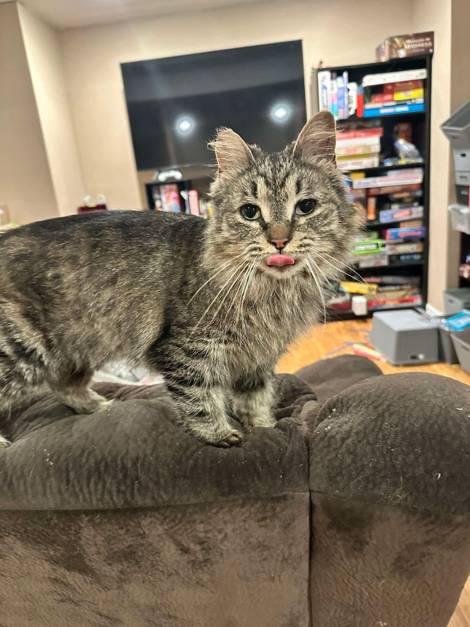 Addison, a ADOPTABLE Domestic Medium Hair in East Lansing, MI image 2/4