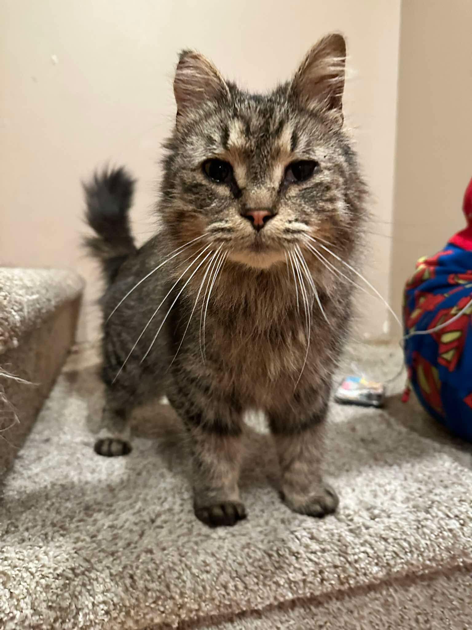 Addison, a ADOPTABLE Domestic Medium Hair in East Lansing, MI image 4/4