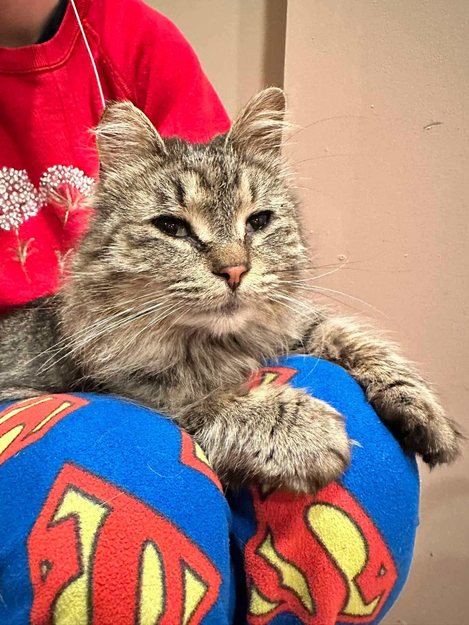 Addison, a ADOPTABLE Domestic Medium Hair in East Lansing, MI image 1/4