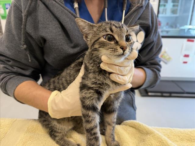 Enlarge TRIXY, a Adoptable Domestic Short Hair in Santa Fe, NM image 1/1