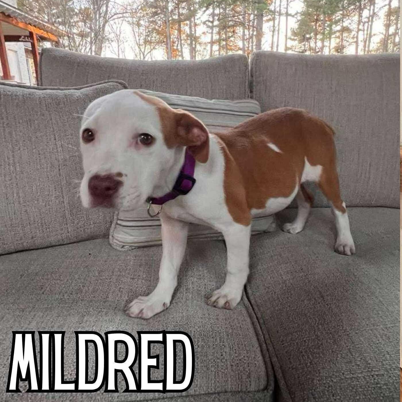 Mildred, adopted, Puppy Female Pit Bull Terrier.