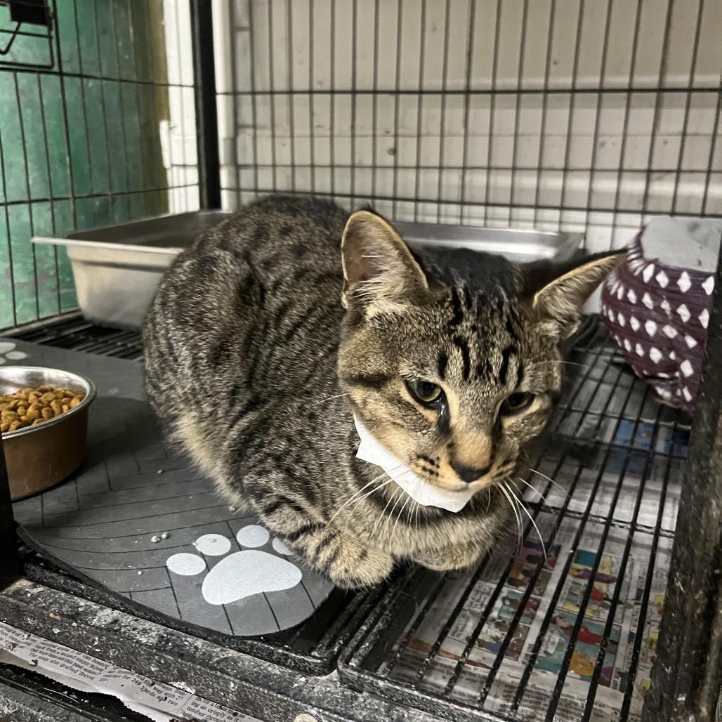 Kuma, Adoptable, Young Male Domestic Short Hair.