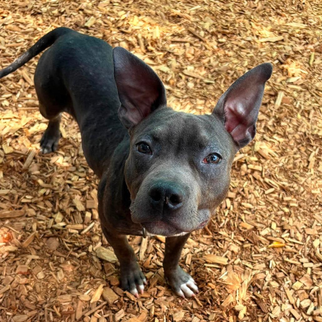 Hartmen, Adoptable, Adult Male Staffordshire Bull Terrier & Mixed Breed.