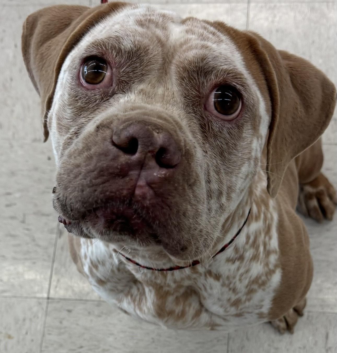 Enlarge Darla, a ADOPTABLE mixed breed in Houston, TX image 4/4