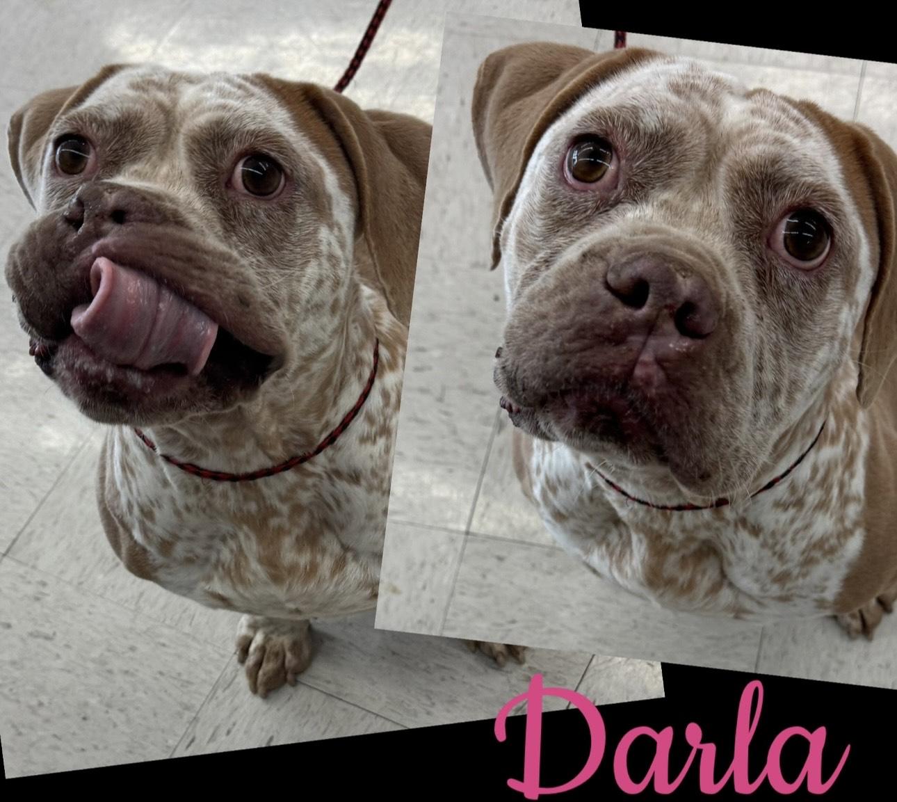 Enlarge Darla, a ADOPTABLE mixed breed in Houston, TX image 1/4