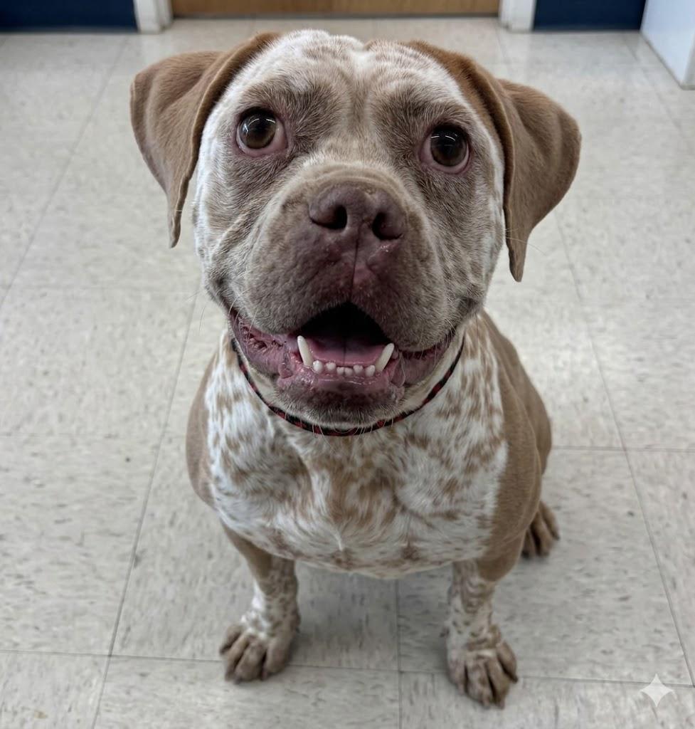 Darla, ADOPTABLE, Adult Female English Bulldog & American Bulldog.