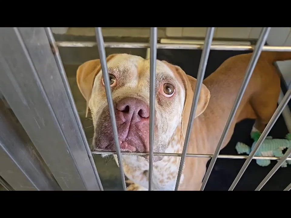 Enlarge Darla, a ADOPTABLE mixed breed in Houston, TX video 2/4