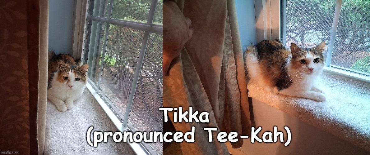 Enlarge Tikka, a Adopted mixed breed in North Billerica, MA image 3/4