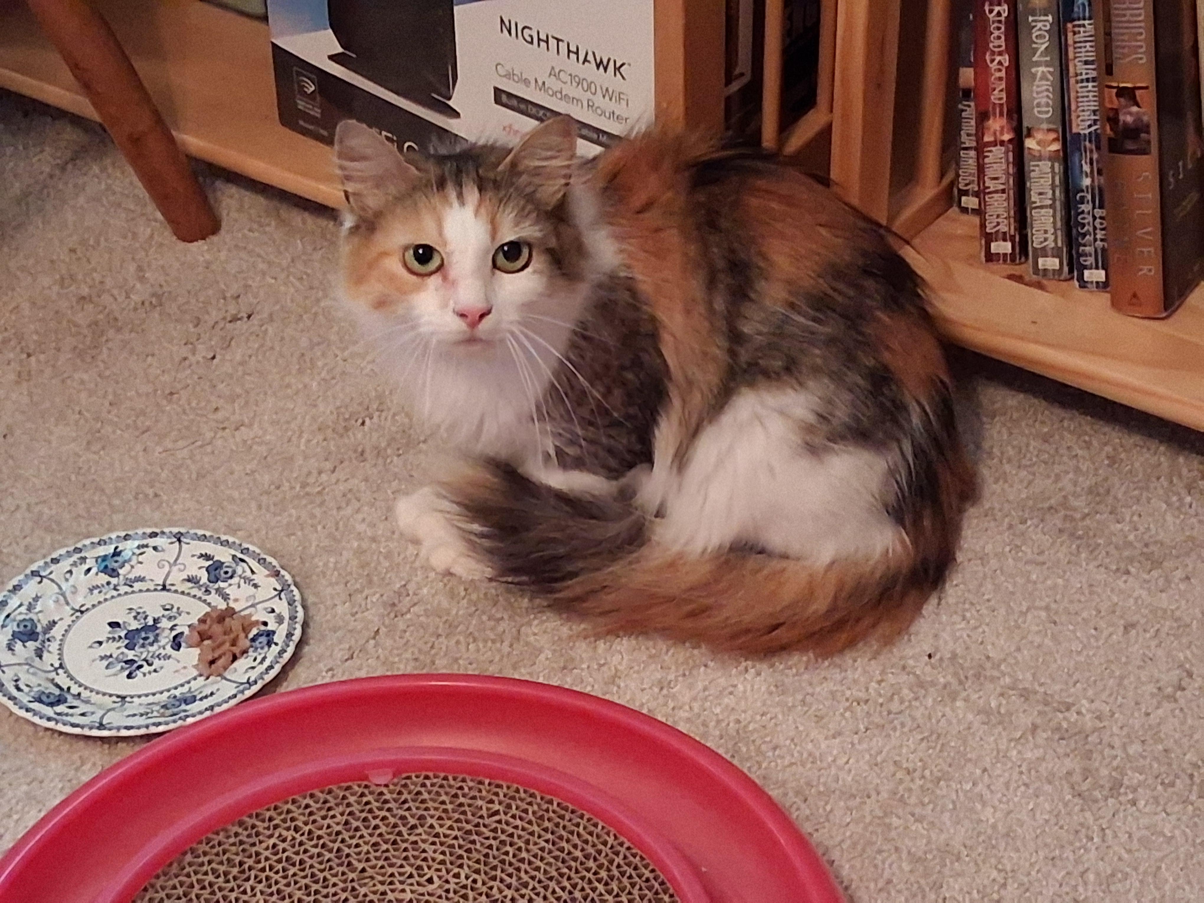 Enlarge Tikka, a Adopted mixed breed in North Billerica, MA image 4/4
