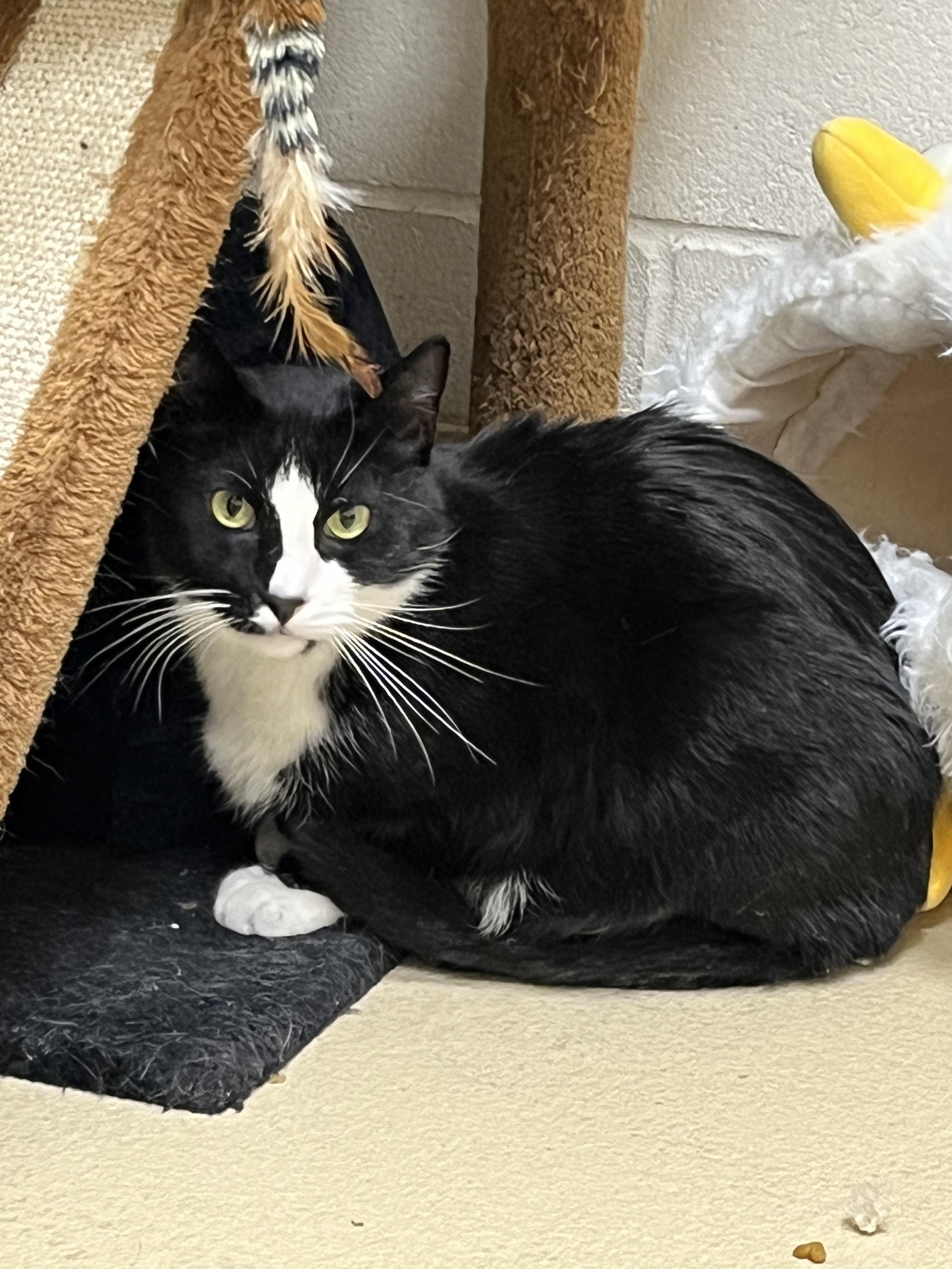 Enlarge Chandler, a ADOPTABLE Domestic Short Hair in Greenwich, CT image 2/2