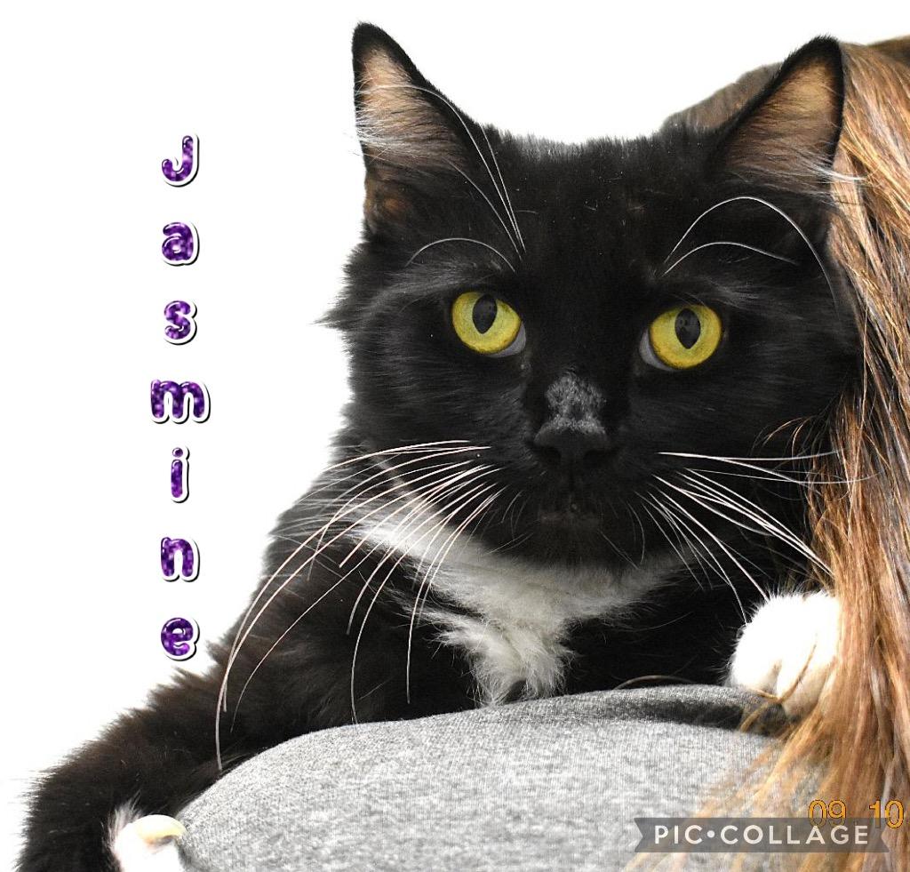 Jasmine, Adoptable, Young Female Domestic Short Hair.