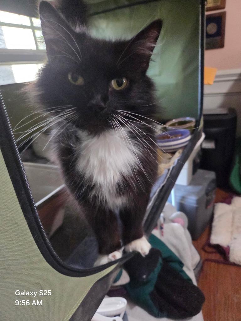 Enlarge Jasmine, a Adoptable mixed breed in Fort Oglethorpe, GA image 1/1