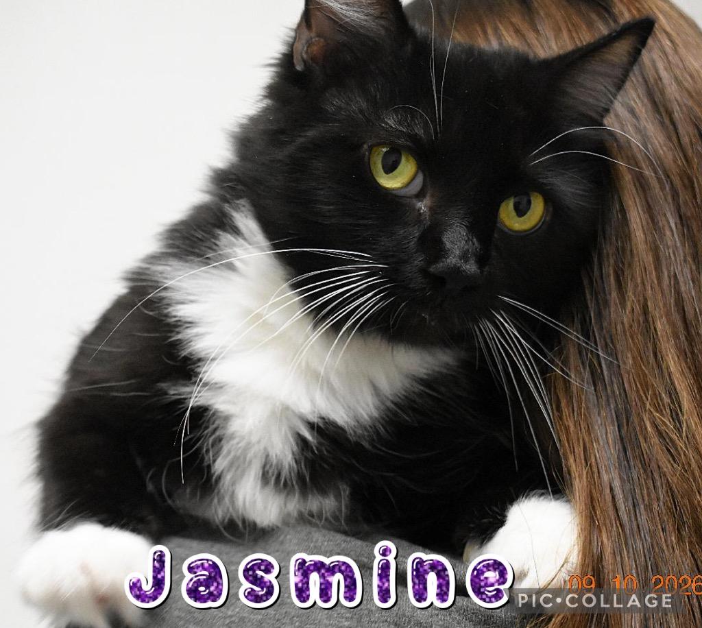 Enlarge Jasmine, a Adoptable mixed breed in Fort Oglethorpe, GA image 2/4