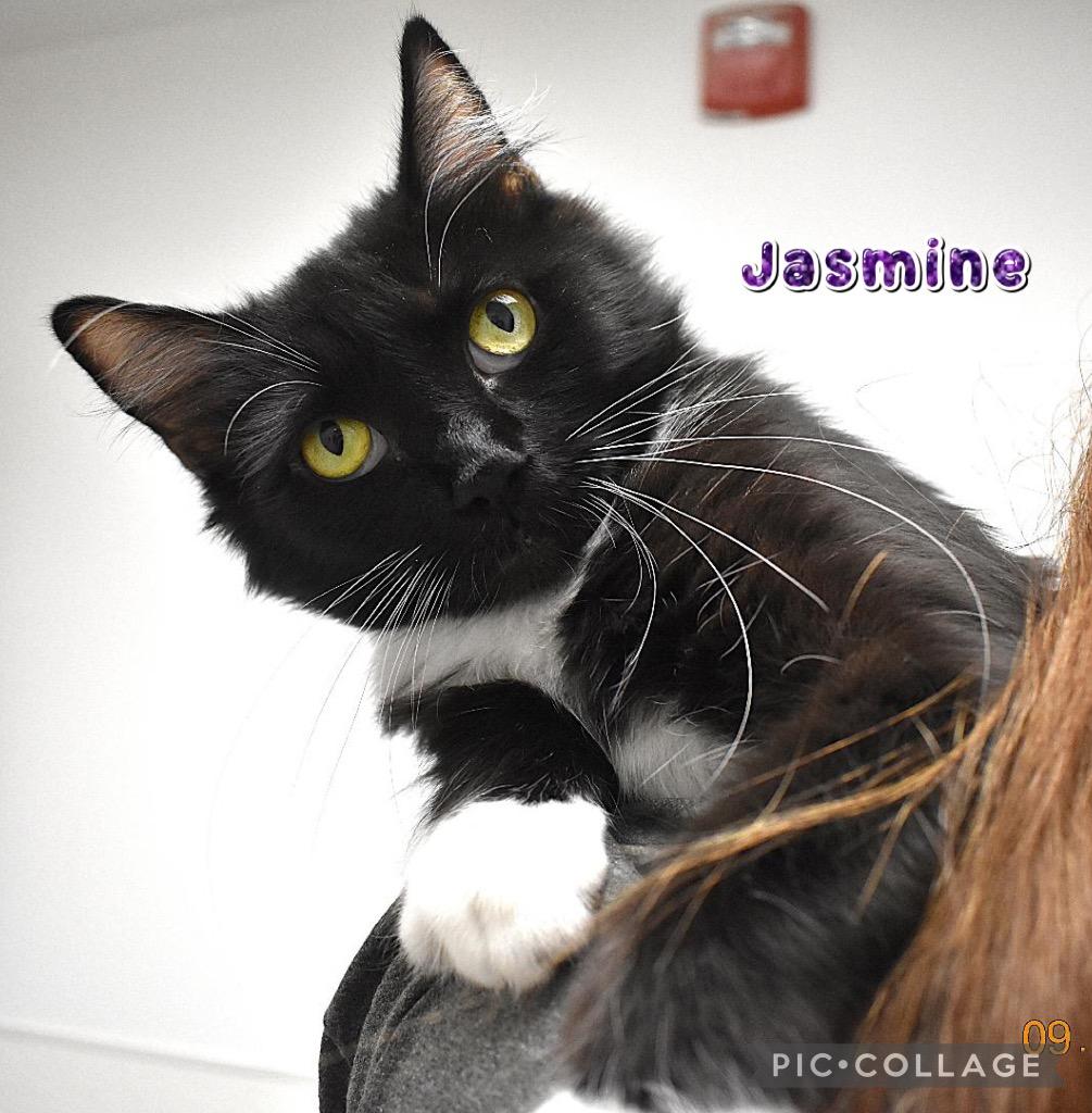 Enlarge Jasmine, a Adoptable mixed breed in Fort Oglethorpe, GA image 4/4