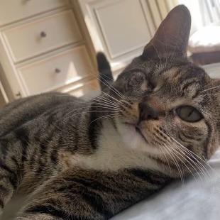 Scone — thumbnail 2