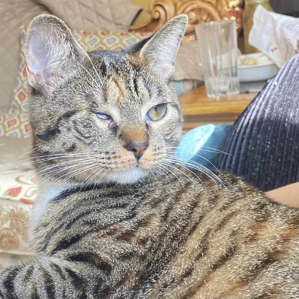 Scone — thumbnail 3